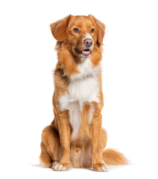 Nova scotia duck tolling retriever dog sitting on white background