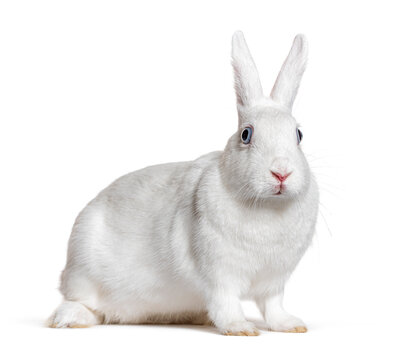 White domestic rabbit looking straight at camera