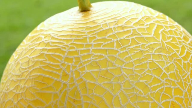 Close Up of Yellow Melon Skin Texture