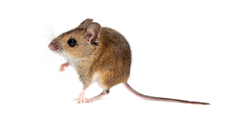 Naklejka premium Wood mouse apodemus sylvaticus standing on white background