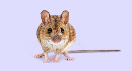 Naklejka premium Wood mouse standing on purple background looking forward