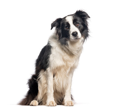 Border collie dog sitting on white background