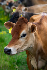 Herd grazes in summer field. Herd supports dairy agriculture. Jersey herd lives on farmland. Rural herd fits countryside farming. © Volodymyr