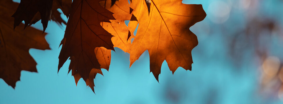 Close-up of a vibrant orange autumn leaf against a bright blue sky.