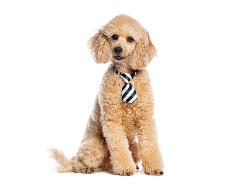 Poodle dog sitting wearing a business necktie