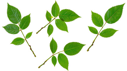 Fresh green rose leaf branches with serrated edges and detailed veins © Liselotte