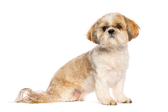 Shih tzu dog looking at camera sitting white background