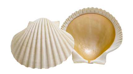 Two open white and golden scallop shells with ribbed texture © Liselotte