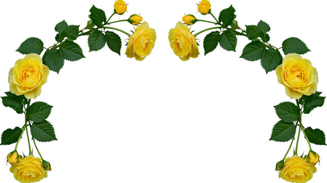 Yellow rose flower arch frame with green leaves and blooming buds