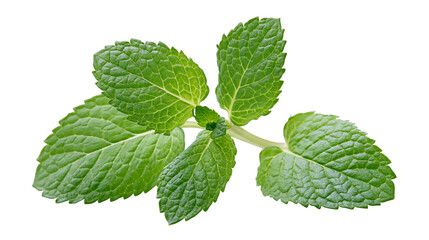Fresh green peppermint sprig with serrated leaves © Aisling