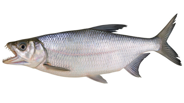Silver tarpon fish with open mouth showing sharp teeth and detailed scales