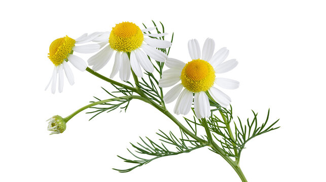 Fresh chamomile flowers with white petals and yellow centers on green stems