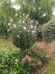 Shrub of Hibiscus syriacus Red Heart on stem_Common white and red Hibiscus flower in summer © GreenGo