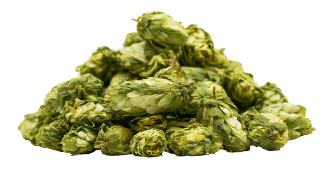 Fresh green hop cones piled together for brewing beer