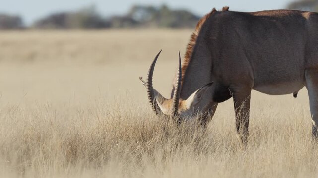 4K 30p (29.97 fps) footage of a blue wildebeest, common wildebeest or brindled gnu(Connochaetes taurinus) at the edge of a waterhole. Mokala National Park near Kimberley. Northern Cape. South Africa.