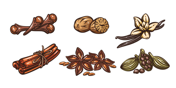 Spice set with cloves, nutmeg, vanilla, cinnamon, star anise and cardamom. Food packaging, menu and branding design with spice set in retro hand drawn style, vector illustration.