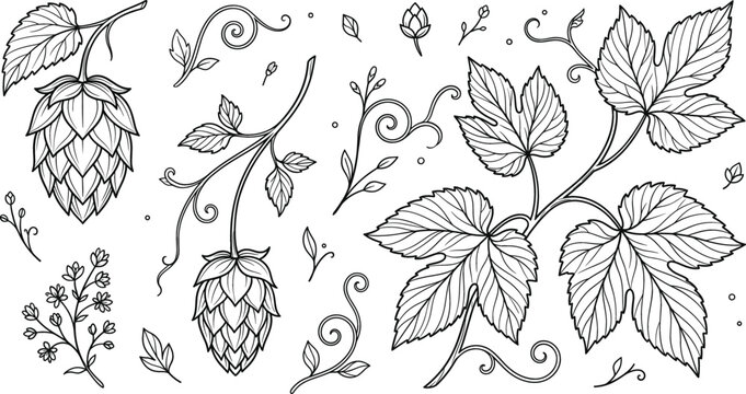 Fresh beer hops line art collection containing botanical brewery elements like humulus lupulus cones leaves vine and branches
