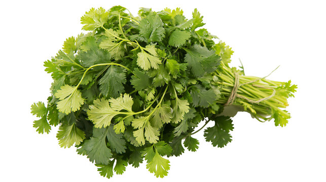 Fresh green cilantro herb bunch tied with twine