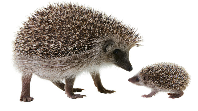 Adult hedgehog walking beside a small baby hedgehog