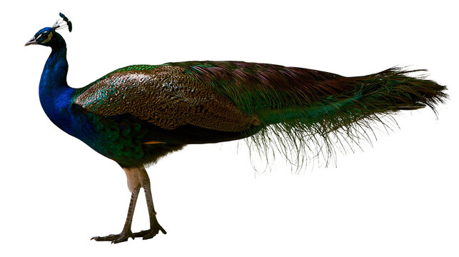 Vibrant male Indian peacock with iridescent blue neck and long green tail feathers