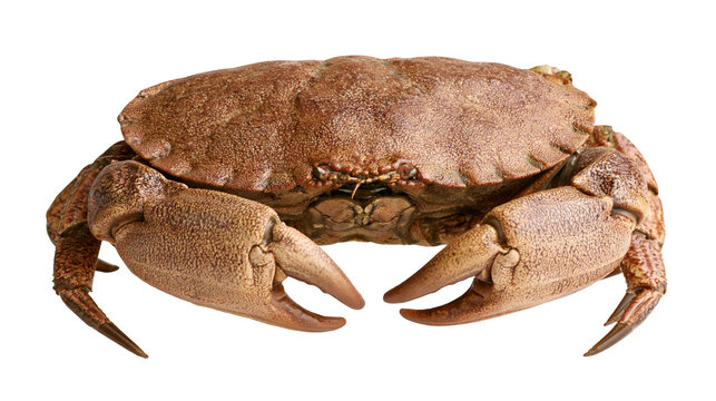 Brown edible crab with large claws and textured shell