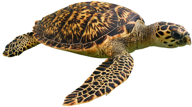 Hawksbill sea turtle with patterned brown and yellow shell swimming