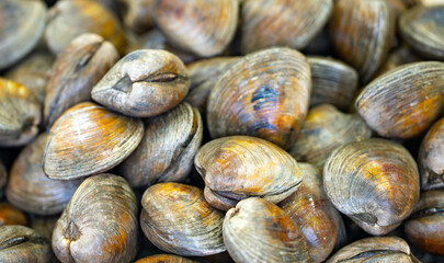 Clams shell texture. Clams pile closeup. Raw clams seafood. Fresh clams cluster. © Volodymyr