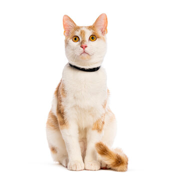Domestic ginger and white cat sitting, looking up
