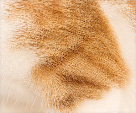 Cat fur texture closeup showing ginger and white colors