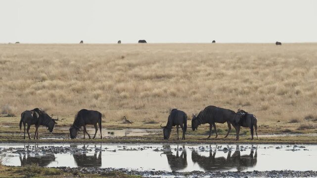 4K 30p (29.97 fps) footage of a blue wildebeest, common wildebeest or brindled gnu(Connochaetes taurinus) at the edge of a waterhole. Mokala National Park near Kimberley. Northern Cape. South Africa.