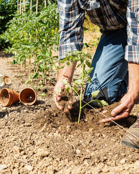 Close-up of farmer's hands planting tomato seedling in soil in organic field. Garden work in spring. Traditional agriculture.