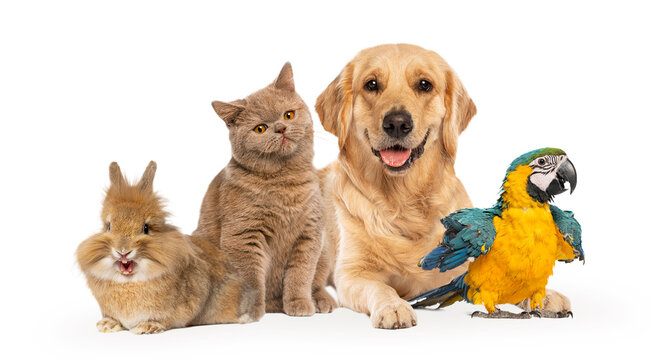 Group of pets together celebrating animal friendship concept
