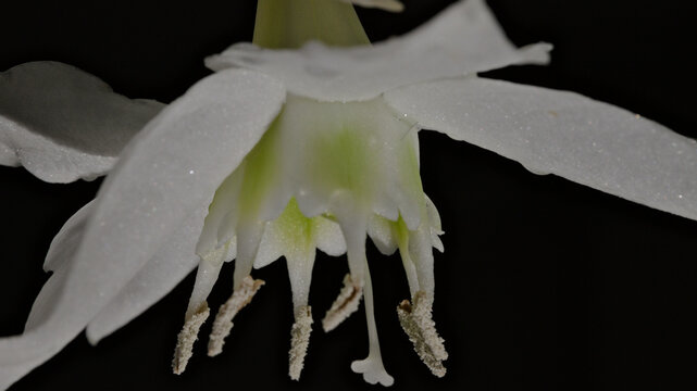 Close-up of a white Amazon lily flower showing pollen-covered stamens and the central pistil against a dark background.