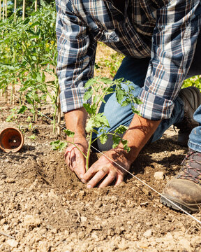 Close-up of farmer's hands planting tomato seedling in soil in organic field. Garden work in spring. Traditional agriculture.