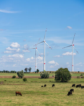 L&auml;ndliche Weidenlandschaft mit grasenden Rindern und mehreren Windkraftanlagen am Horizont, Uckermark, Brandenburg, Deutschland