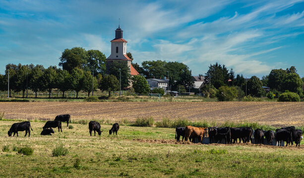 L&auml;ndliche Szene mit K&uuml;hen auf einer Weide vor der Dorfkirche Barsikow, Brandenburg, Deutschland