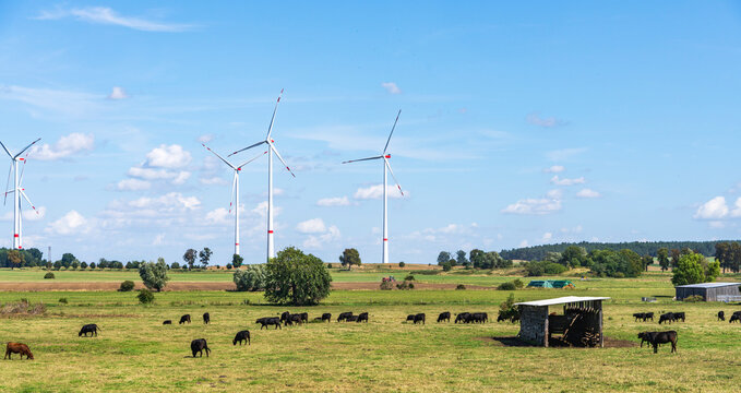 L&auml;ndliche Weidenlandschaft mit grasenden Rindern und mehreren Windkraftanlagen am Horizont, Uckermark, Brandenburg, Deutschland