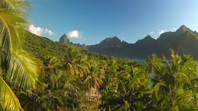 Moorea island lush green mountains, turquoise bay and dense palm forest along a pristine coastline beach under a bright blue sky, tropical paradise for travel and relaxation. Rise up drone panorama