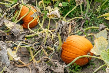 Naklejka premium Two large ripe pumpkins in the autumn garden