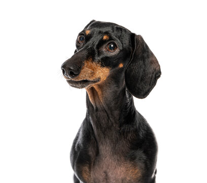 Dachshund dog looking sideways with curious expression