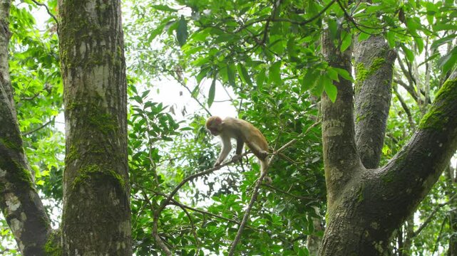 Monkey exploring in lush green forest
