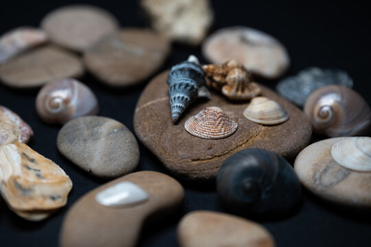 Still life of shells and artifacts shaped and returned by the sea