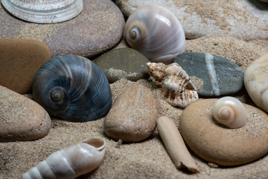 Still life of shells and artifacts shaped and returned by the sea 3