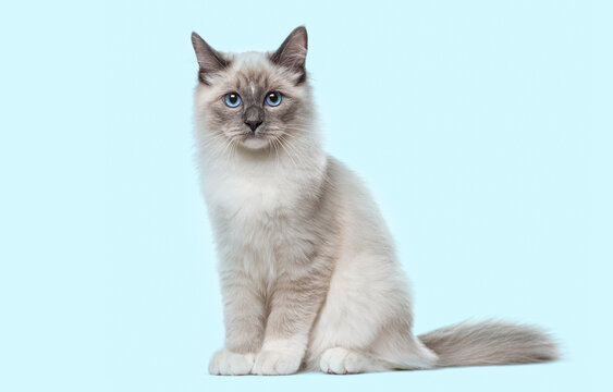 Ragdoll cat kitten with blue eyes sitting