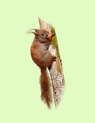 Naklejka premium Red squirrel sciurus vulgaris climbing mossy tree trunk