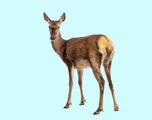 Naklejka premium Red deer doe standing looking at camera