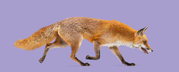 Fototapeta premium Red fox vulpes vulpes moving on purple background