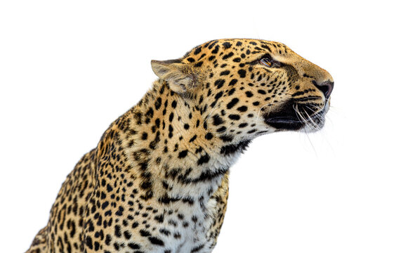 Leopard head looking right isolated on transparent background