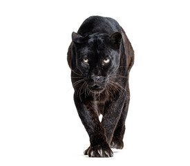 Naklejka premium Black panther approaching camera isolated on transparent background