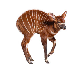 Naklejka premium Young bongo, tragelaphus eurycerus, one month old bongo calf standing isolated on white background looking